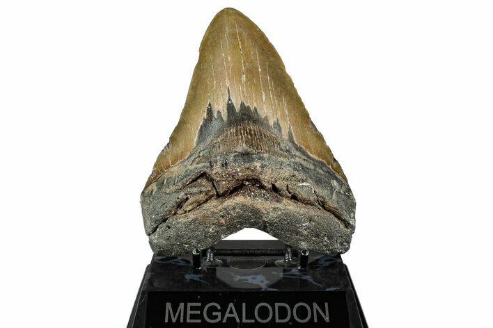 Fossil Megalodon Tooth - North Carolina #350596